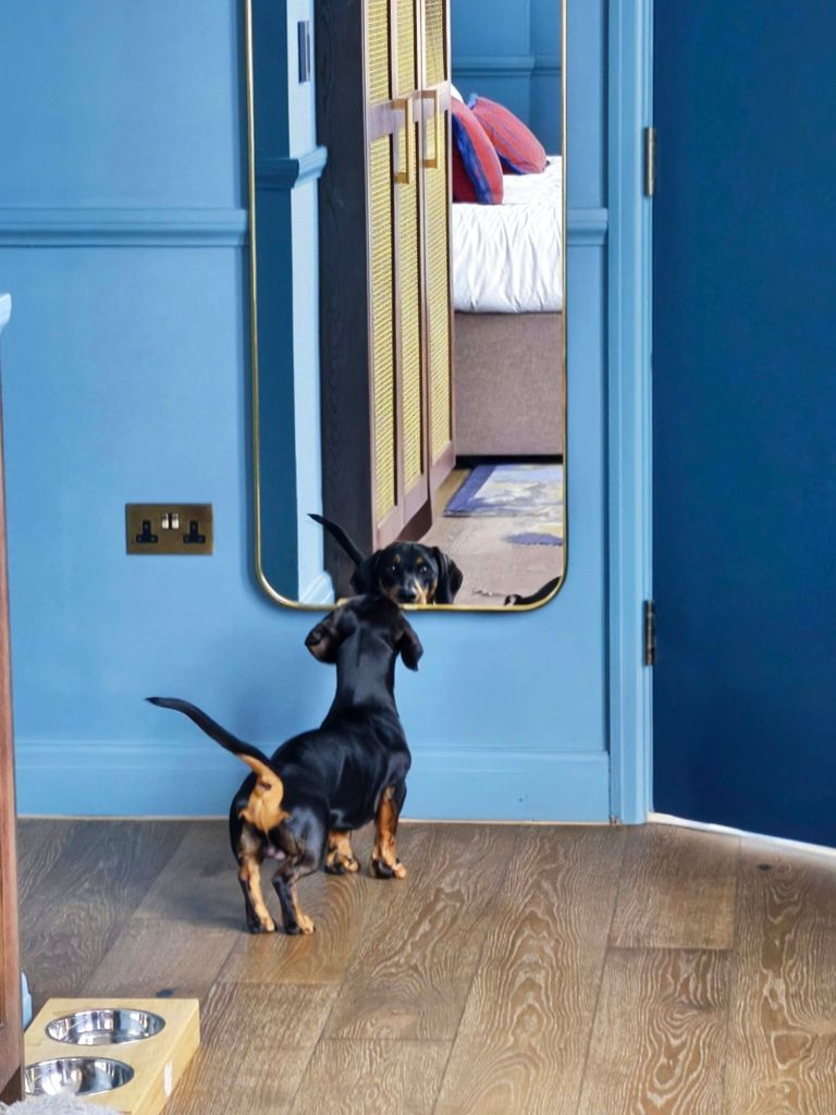 A small dog in a hotel room looking at its reflection in a mirror, with a blue wall and stylish furnishings in the background.