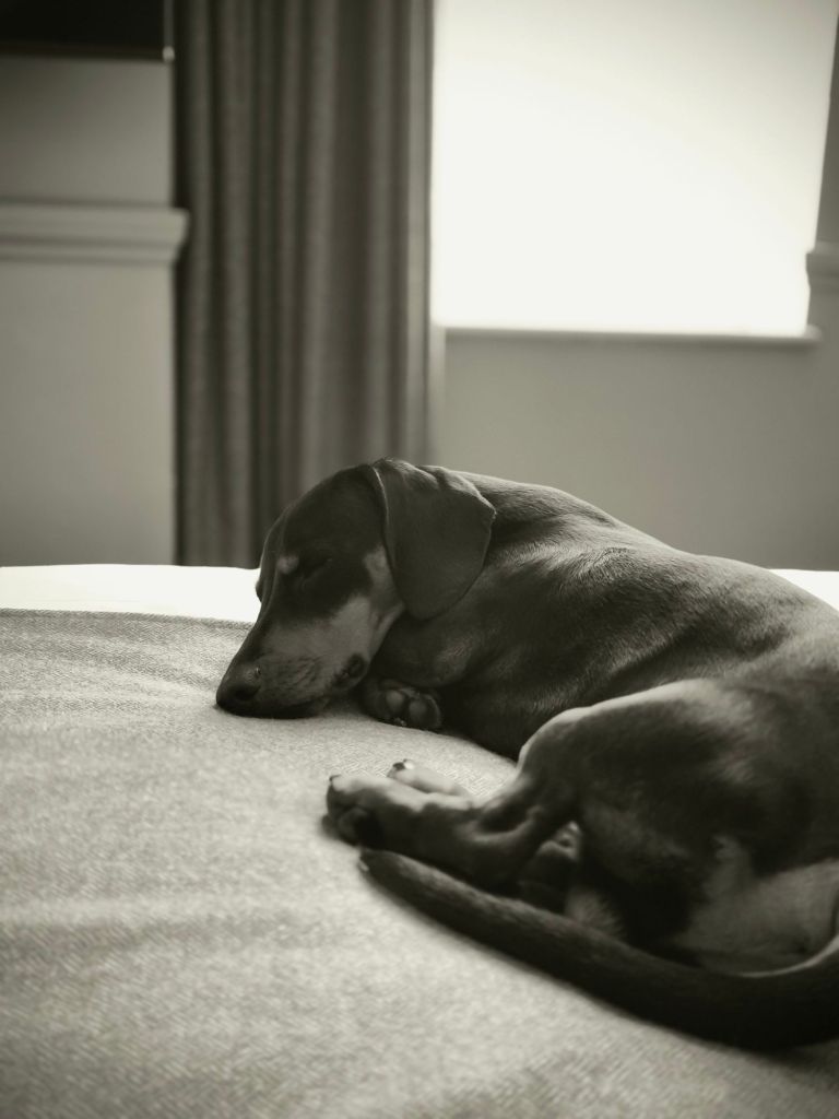 A small dog sleeping peacefully on a hotel bed, with soft gray blankets and natural light coming through a window.